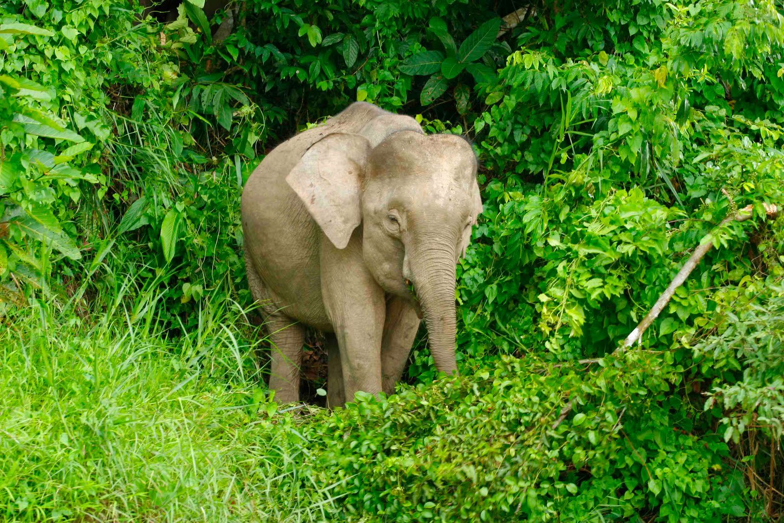 Борнейский слон оказался под угрозой вымирания
