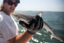 Ученые обнаружили кокаин в организме акул у побережья Бразилии