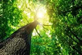 Nature: микробы в коре деревьев поглощают миллионы тонн метана из атмосферы