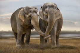 Стэнфордские ученые обнаружили сходство между слонами и домашними животными