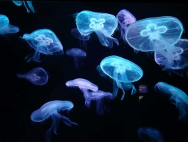 Было установлено,что медузы обладают способностью учиться на прошлом опыте