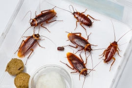 В Сингапуре ученые обнаружили неинвазивный способ превращения тараканов в киборгов