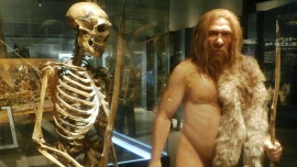 В испанском музее обнаружена забытая коробка с костями неандертальца