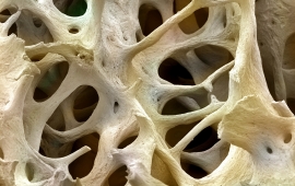 Красноярские ученые разрабатывают основу для регенерации костной ткани