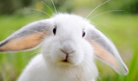 Ученые нашли способ победить рак с помощью кроличьего вируса