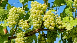 Сингапурские ученые назвали виноград продуктом, возвращающим идеальное зрение